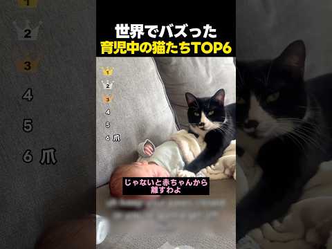 世界でバズった育児を手伝う猫たちTOP6