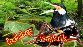 Download lagu Suara jangkrik vs belalang kerek ternyata bagus buat (MASTERAN JALAK SUREN) mp3