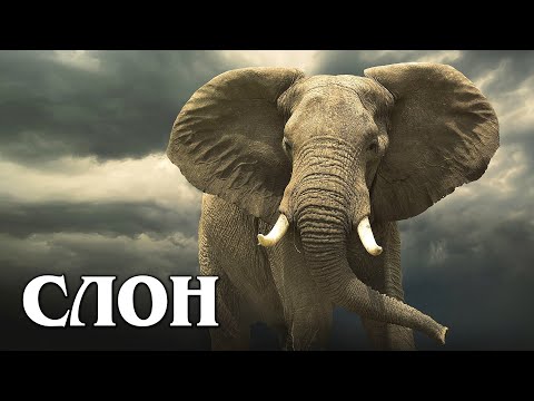 Африканский слон: Самое крупное и умное наземное животное | Интересные факты про слонов