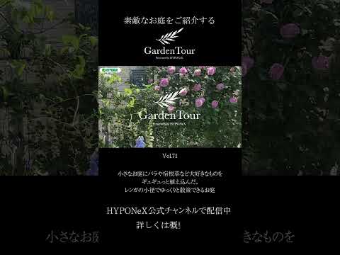 黒い葉とピンクの花を持つ装飾的な低木