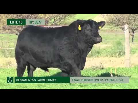 Cabaña Don Benjamin  - 8577