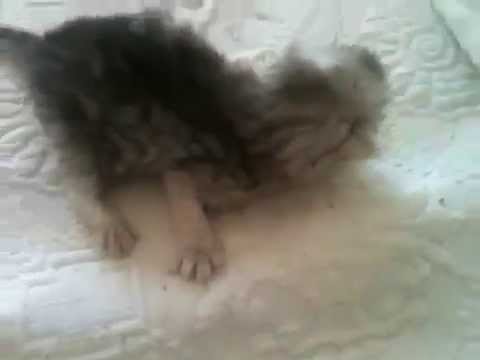 Josette and her kittens (Persian cats)