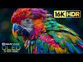 BEAUTIFUL OLED TEST DEMO 16K HDR 120 Fps Dolby Vision 8K 4K Video TV