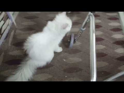 bank bank javeria cats promo  whiteo