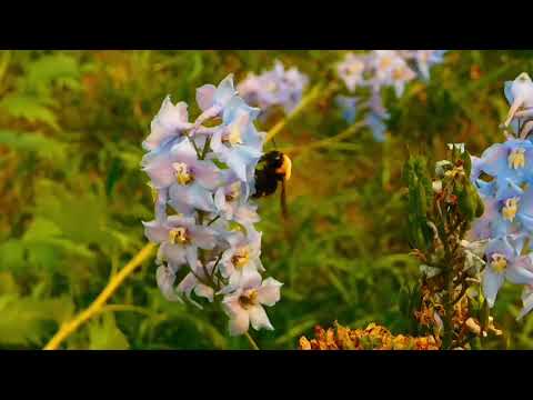 Soothing Relaxing Ambient Nature Sound With flowers and A Bee