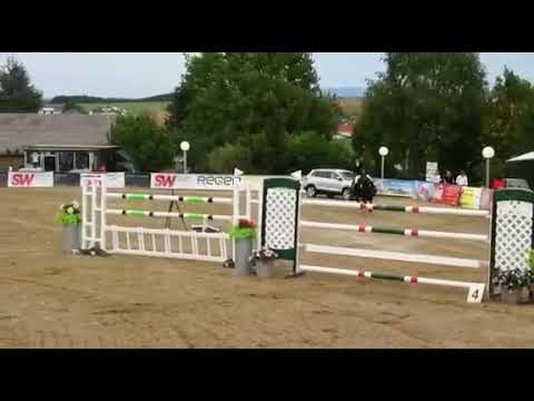 8yo mare Perigueux x Espri