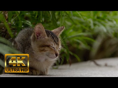 Zen music with cat purr 432hz Healing Music ꕥ Release stress & anxiety ꕥ