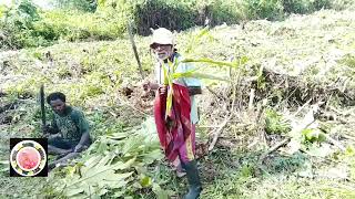 Download lagu Lagu budaya lagu tarian adat mamberamo bahasa taive 2026 mp3