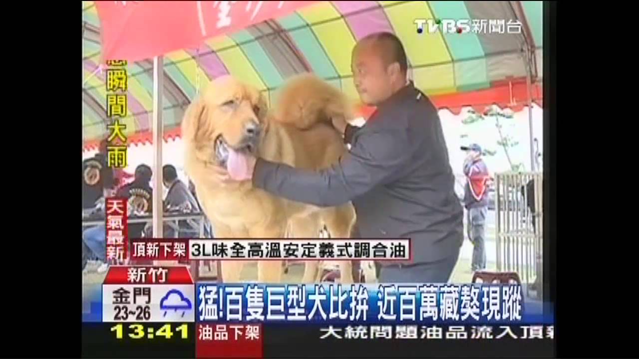 猛!百隻巨型犬比拚 近百萬藏獒現蹤