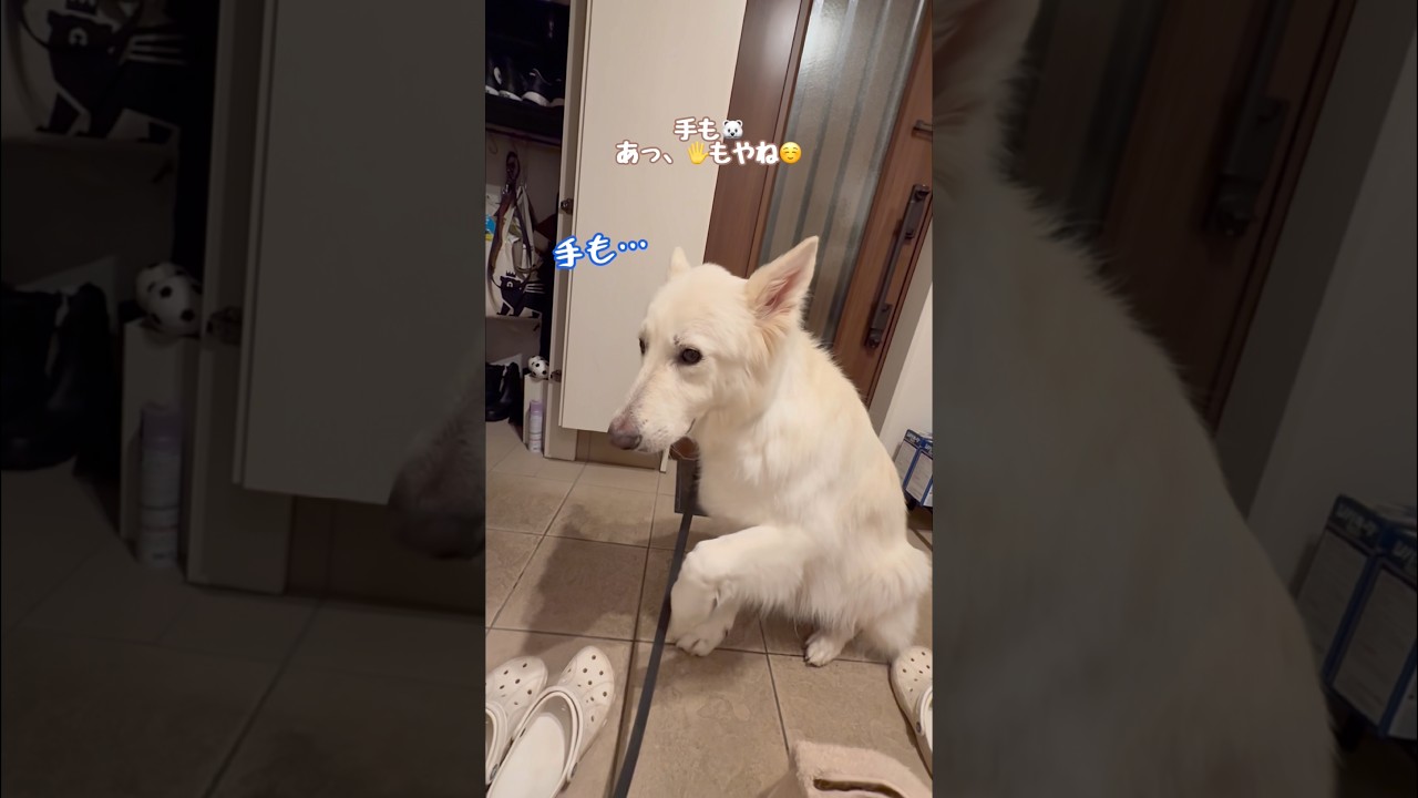 拭いてほしい場所を教えてくれる大型犬【ホワイトシェパード】　#shorts