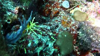 preview picture of video 'Wakatobi 2012 with Backscatter - Underwater Video'