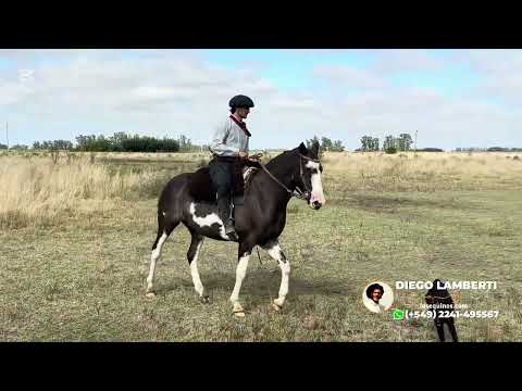 Caballo Overo Negro de muy buena función $3.600.000 - WWW.LOSEQUINOS.COM