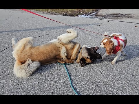 The Akita and the Cavalier