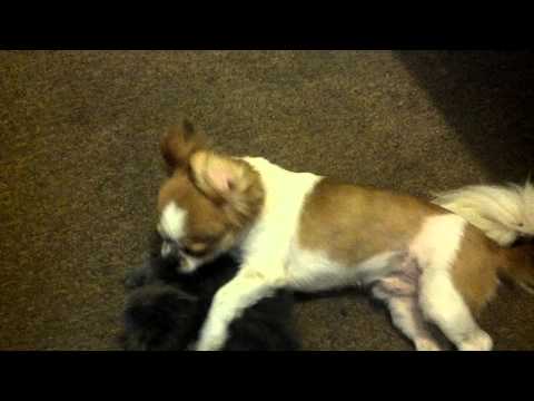 upload_1000007713C1A7_2012.07.19,17:16:47,695_2F0FA0F9