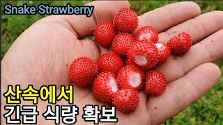 뱀딸기 먹으면 죽는다고요? 산속에서 굶어 죽을 순 없다구요~ You can't starve to death …