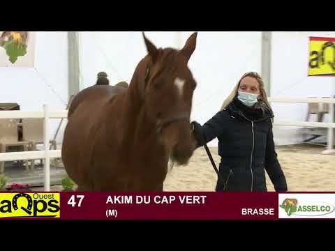 47 AKIM DU CAP VERT