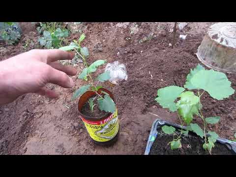 Виноград из косточки.Размножение винограда. Высадка саженцев винограда из косточки в теплицу.