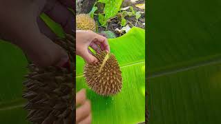 Download lagu belah duren #buahceri #buahbuahan #videoviral #food mp3