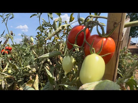 TOMATES DIRETO DA LAVOURA POR DOIS REAIS O QUILO - GO. 070 ITABERAÍ GOIÁS