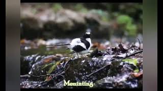 Download lagu suara burung meninting/kacer air mp3 Download lagu suara burung meninting/kacer air mp3