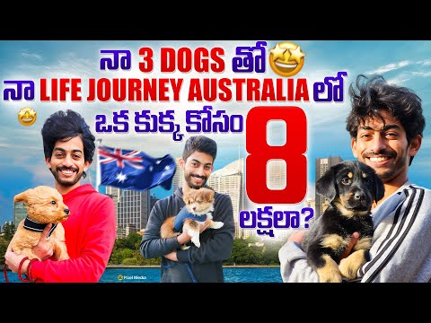 నా 3 dogs తో na life journey Australia లో | How to buy a dog in Australia | Ikada Ela With Goutham