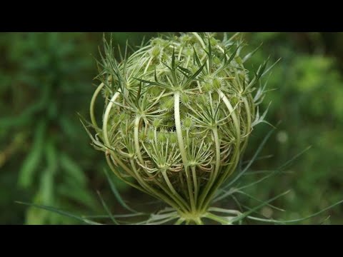Divlja Šargarepa (Mrkva) - Poznata po svom lekovitom delovanju na različite bolesti!