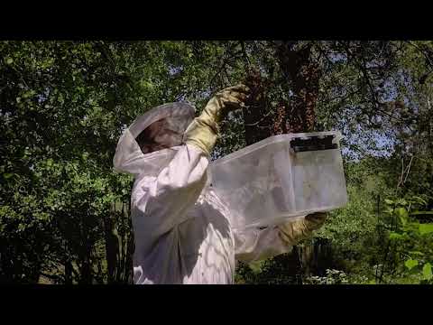 Bisvärm som behöver skakas ner två gånger | Biodlartips #27