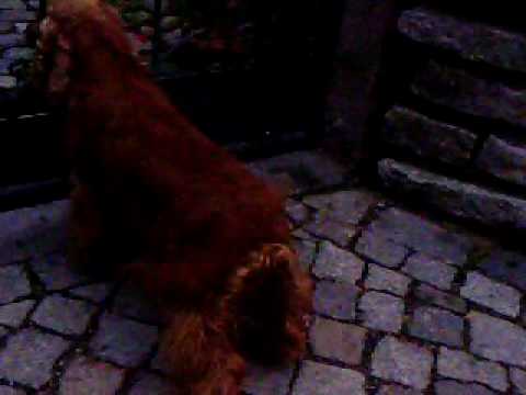 Cocker Spaniel Hündin Yamina