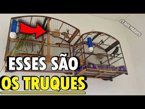 The Big Secret to Marrying a Bahian Grasshopper Sparrow