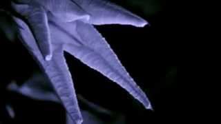 [ Backworl∂ - The Angels oƒ Ashes ]