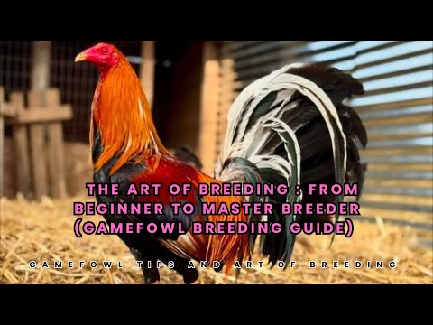 The Art of Breeding: From Beginner to Master Breeder (Gamefowl Breeding Guide)