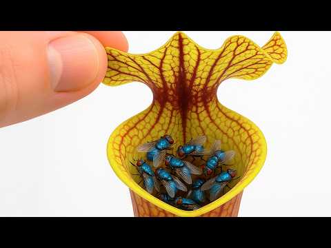 Which Carnivorous Plant Catches the Most Flies?