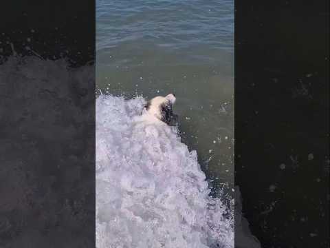 Happy australian shepherd dog enjoying sea waves, Adria, Italy, dog beach, camping Union Lido