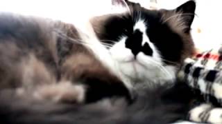 Thirsty Hoe - Nessly & 16yrold