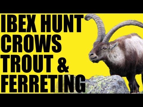 Fieldsports Britain : Hunting ibex, crow control, trout and ferreting