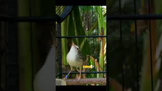 Download lagu Ciblek sawah gacor narung nembak mp3