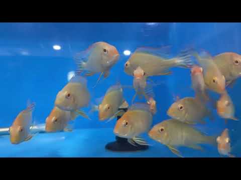 Predatory Fins is live!