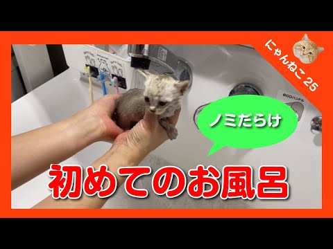 子猫のお風呂の入れ方