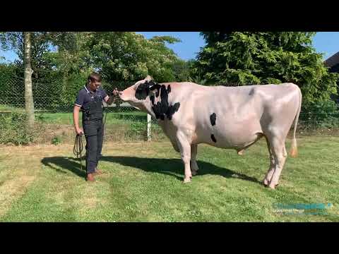 Capj Snow ( Alligator x Chief ) -  Holstein - CIA Crespelle