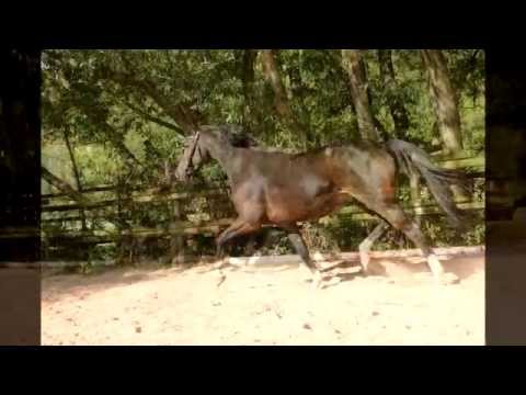 La Vita von Laurentio (Lauries Crusador x Wanderbursch) x Quattro B. - World Cup II