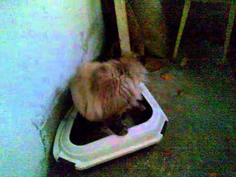 katinas griauna savo tulika