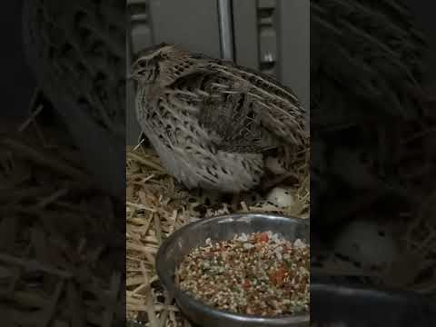 quail laying egg | बटेर अंडा कैसे देती है | nagpuri birds lovers