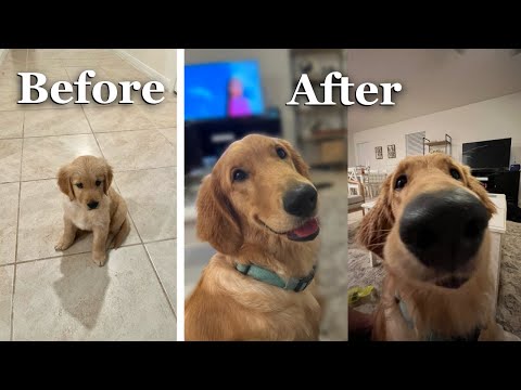 Life with a Golden Retriever Puppy