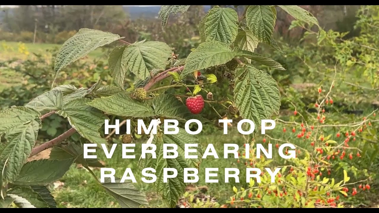 EVERBEARING RASPBERRIES - HIMBO TOP