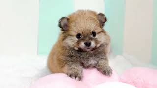 ハーフ犬の動画01
