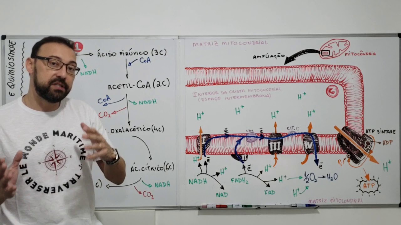 Fosforilação oxidativa e quimiosmose