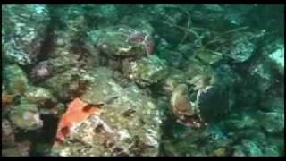 Healthy Kelp Forest Video