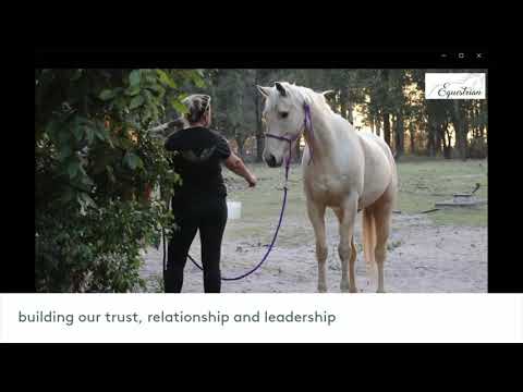 Horses that spook - how to fix it without using desensitisation