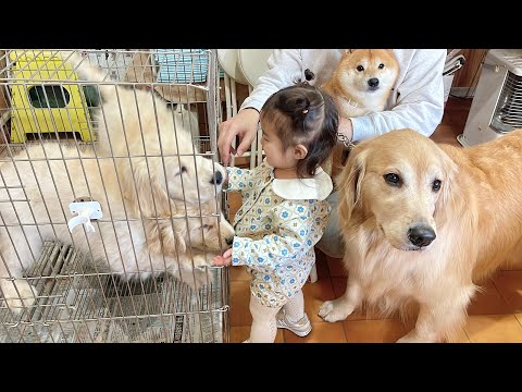 元気すぎる子犬にも動じない1歳児とあまりの元気さに圧倒される豆柴とゴールデンレトリバー