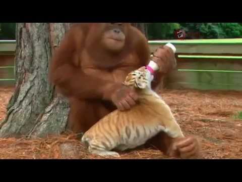 ORANGUTAN ADOPTA A TRES TIGRES BEBES